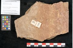 Foto (Objekt + Etikett) von Walchia piniformis Sternbg. (NHMW-GEO-2024-0188-11125)